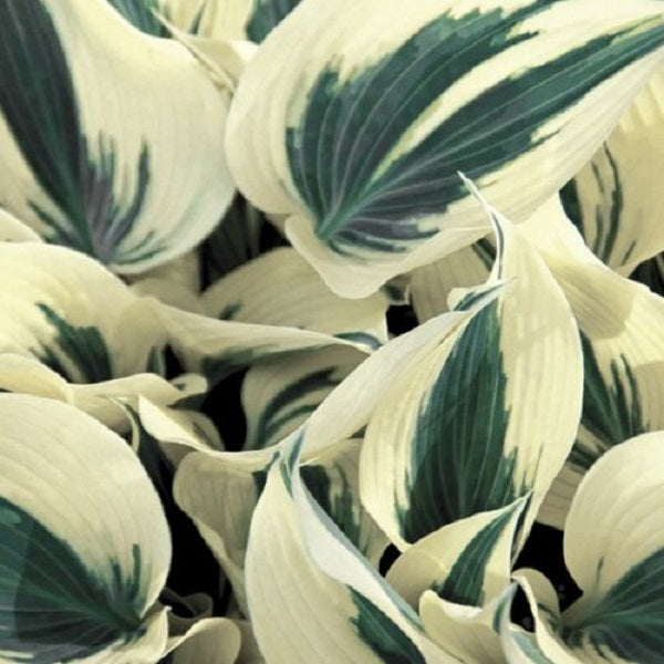 Firn Line Plantain Lily