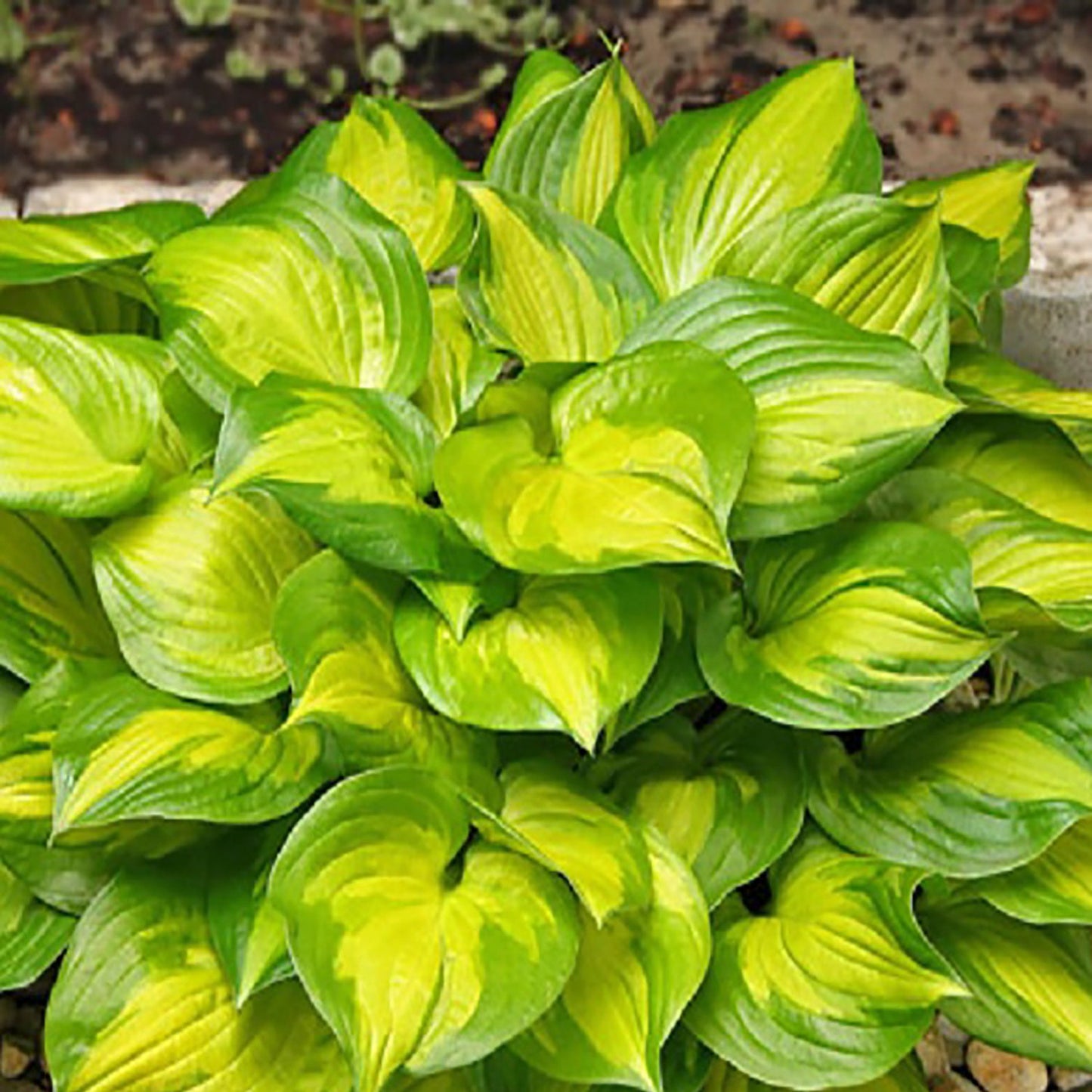 Lakeside Banana Bay Plantain Lily
