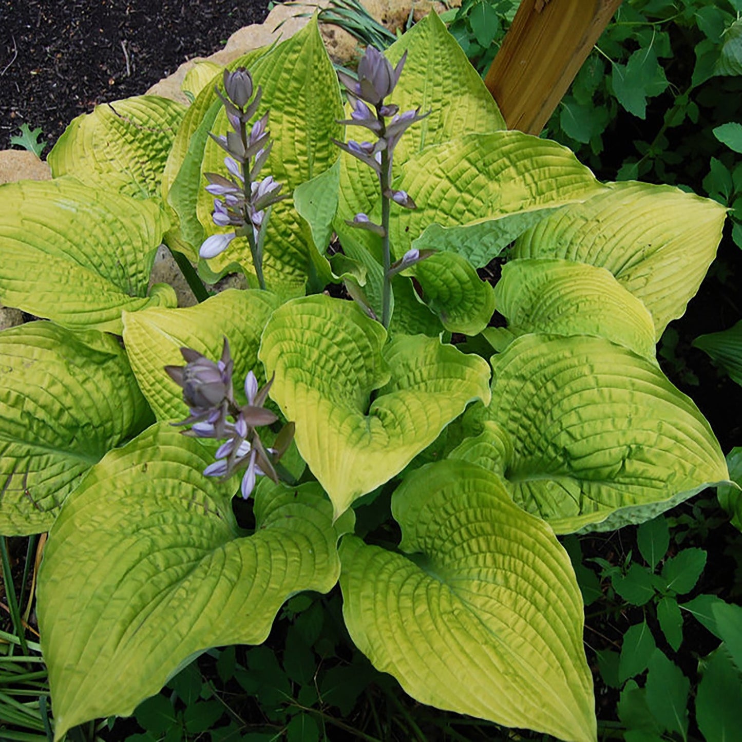 Coast to Coast Plantain Lily