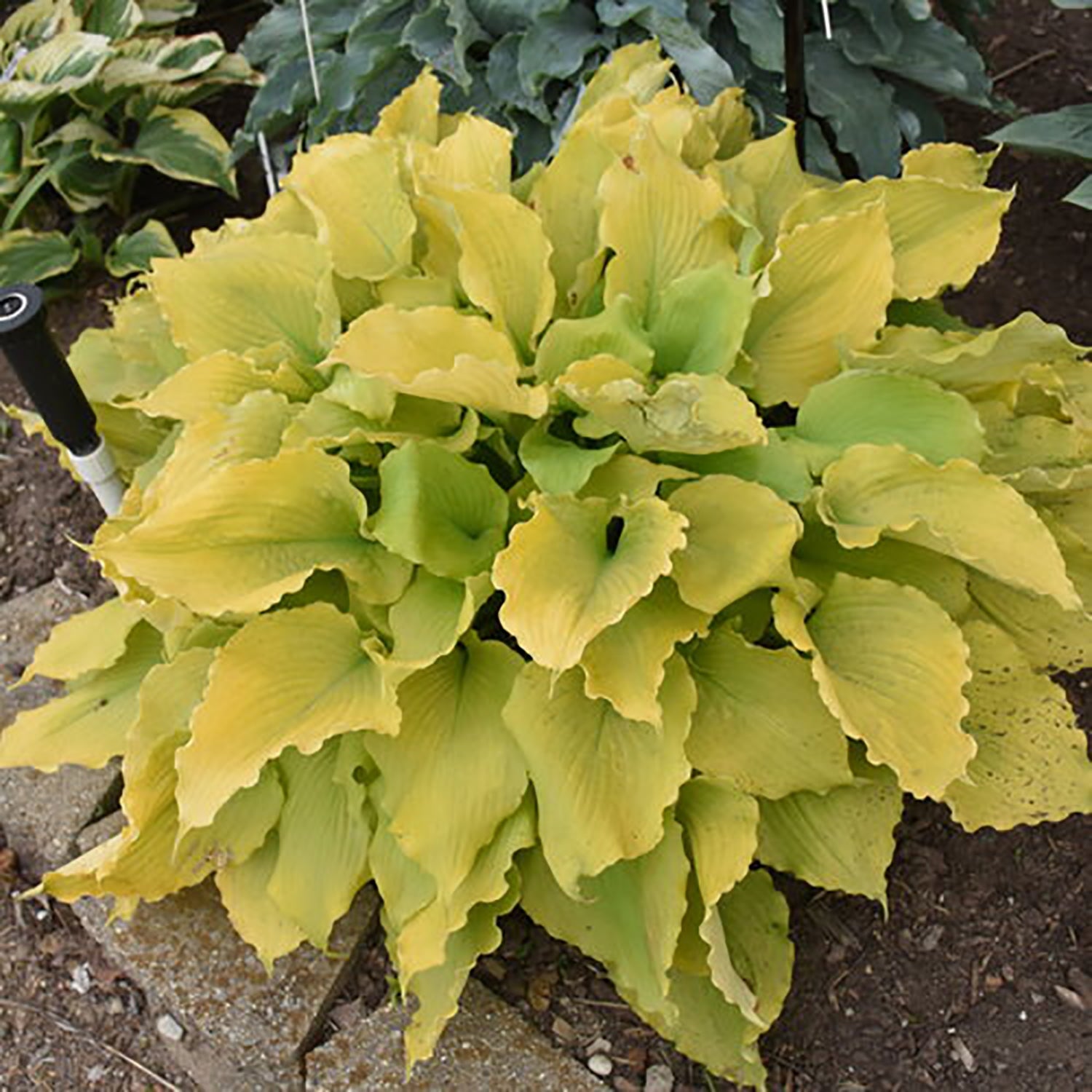 Echo the Sun Plantain Lily