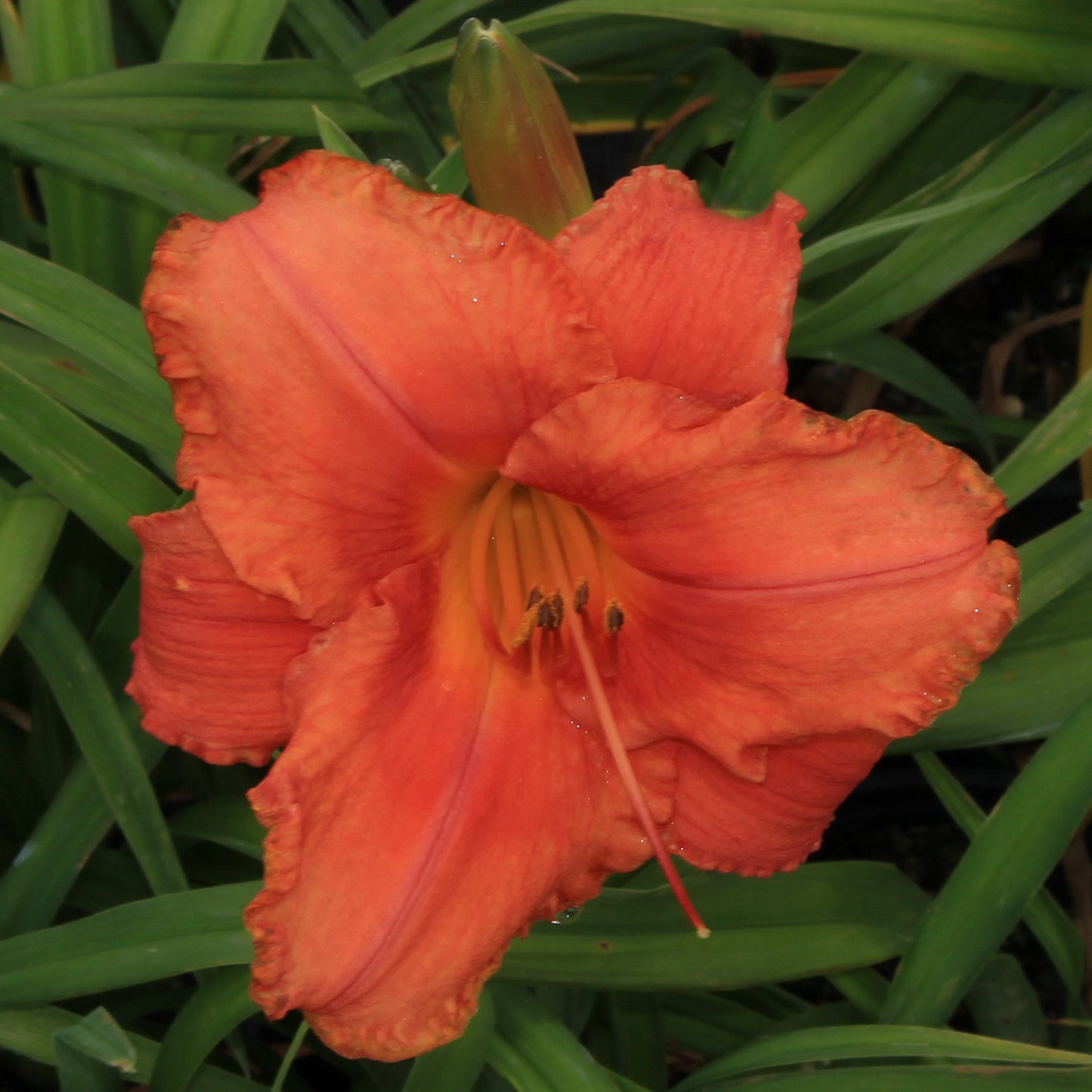 South Seas Daylily