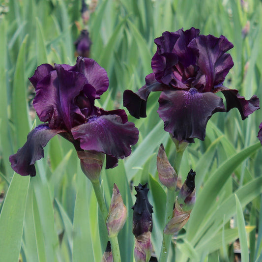 Superstition Tall Bearded Iris