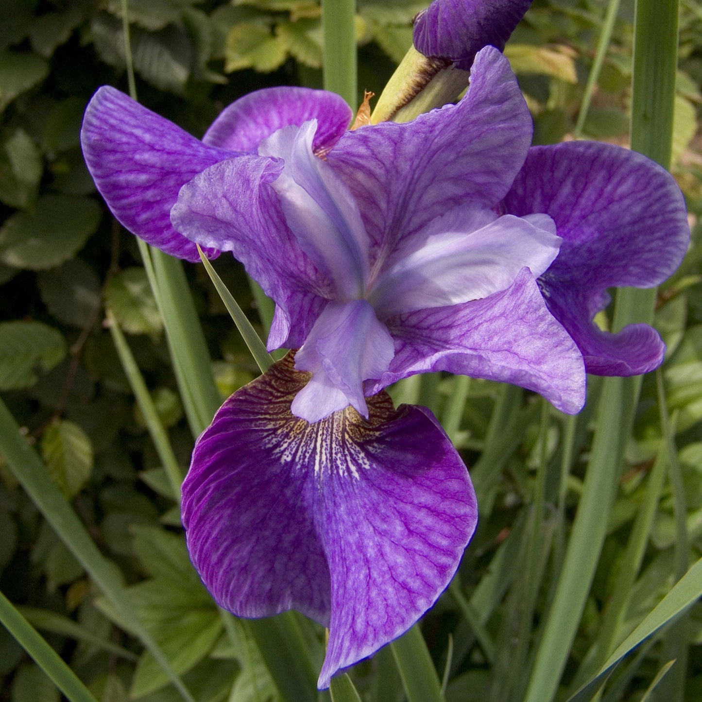 Caesar's Brothers Siberian Iris
