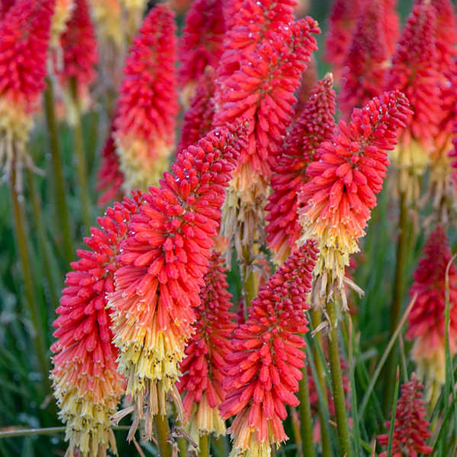 Rocket's Red Glare Red Hot Poker