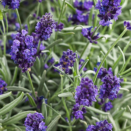 Sweet Romance Lavender
