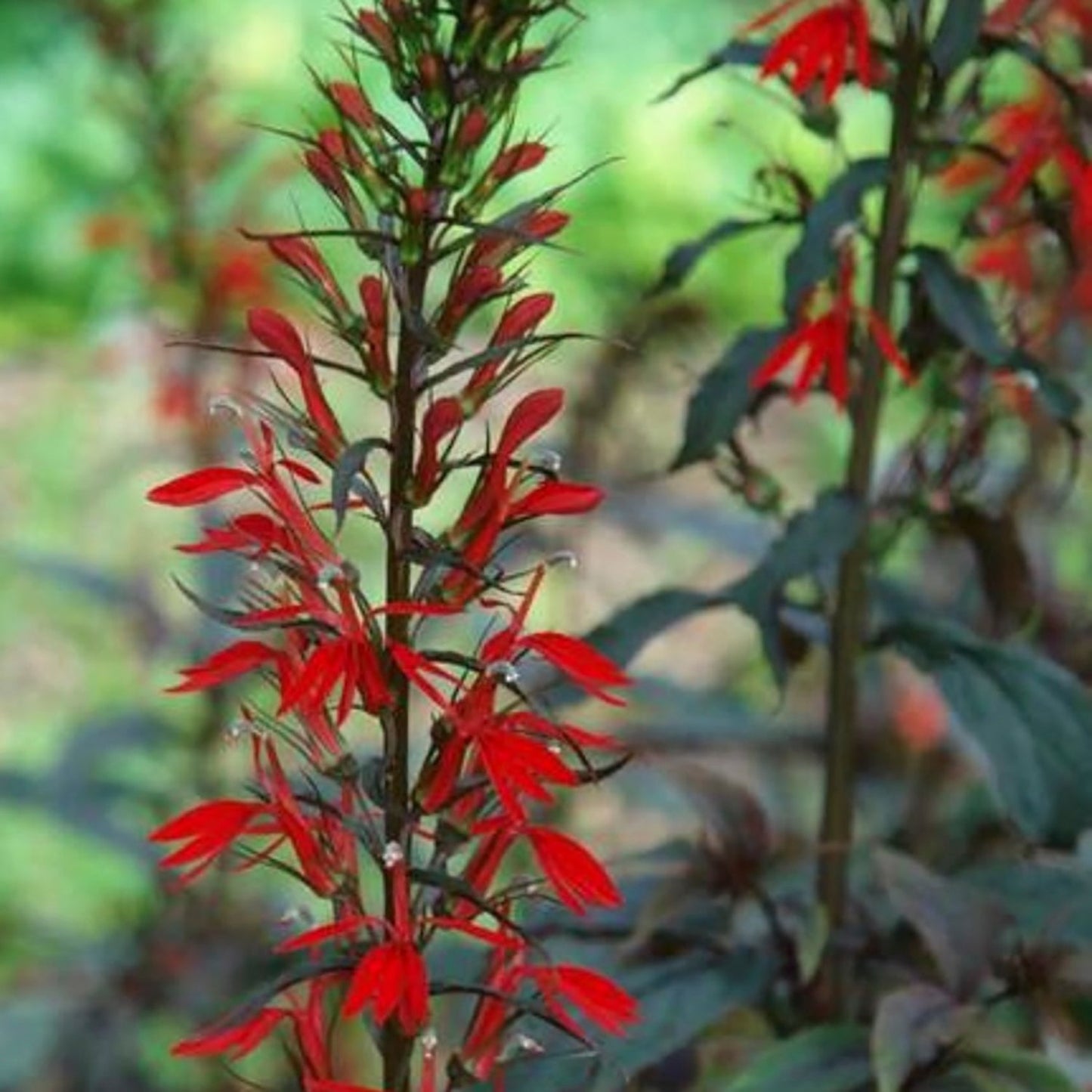 Black Truffle Cardinal Flower