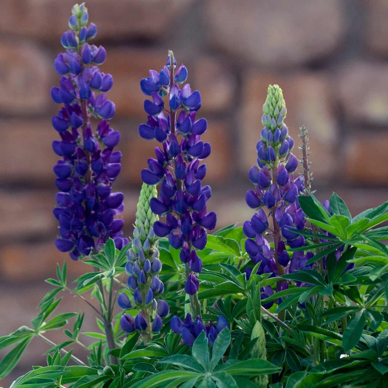 Blue Lupine
