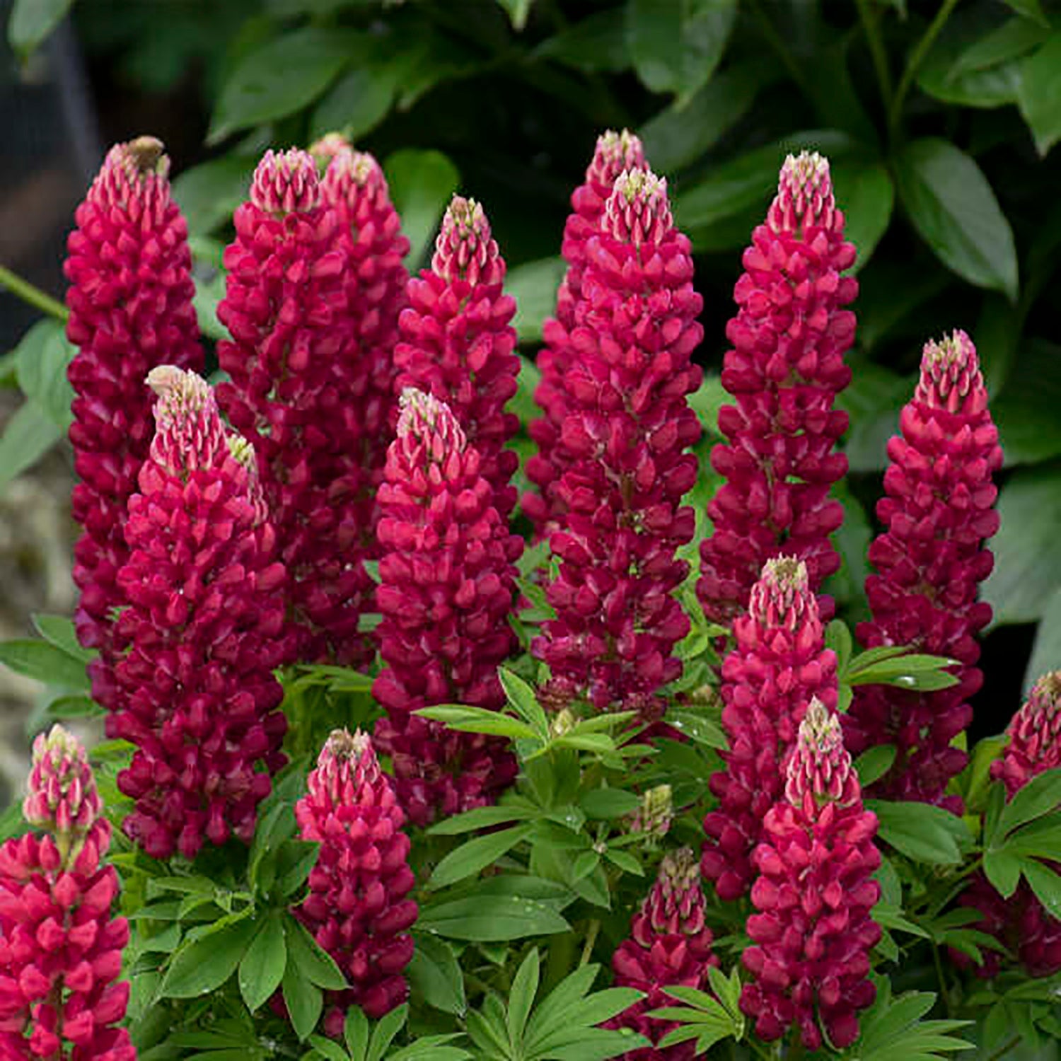 Red Lupine