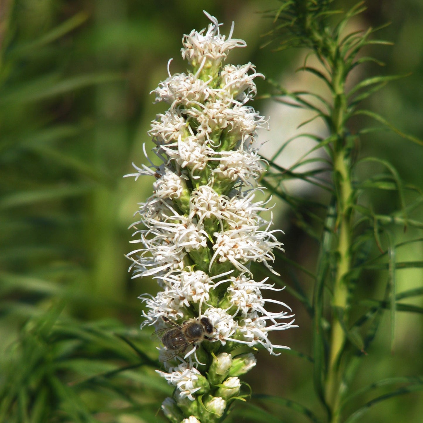 Floristan White Blazing Star