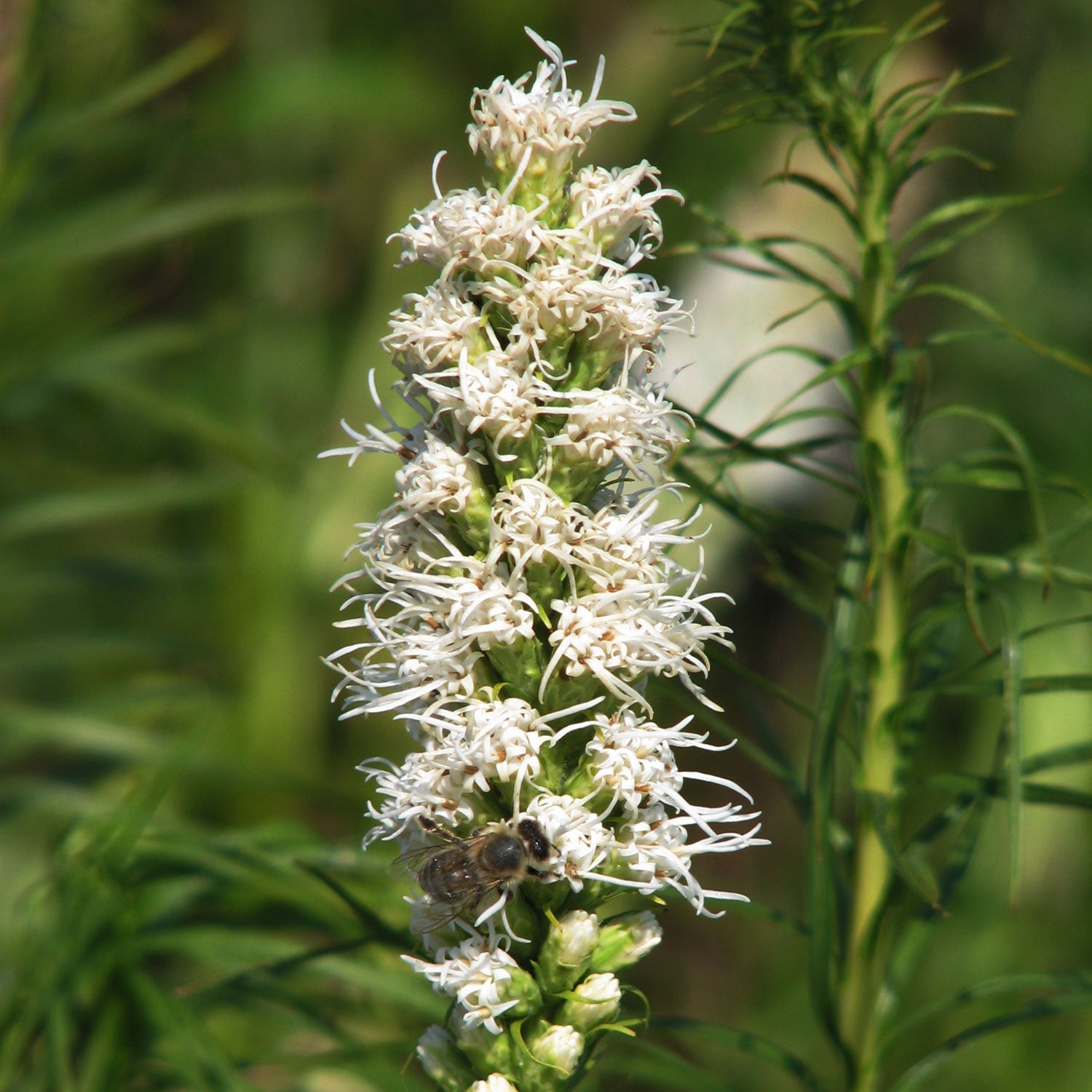 Floristan White Blazing Star