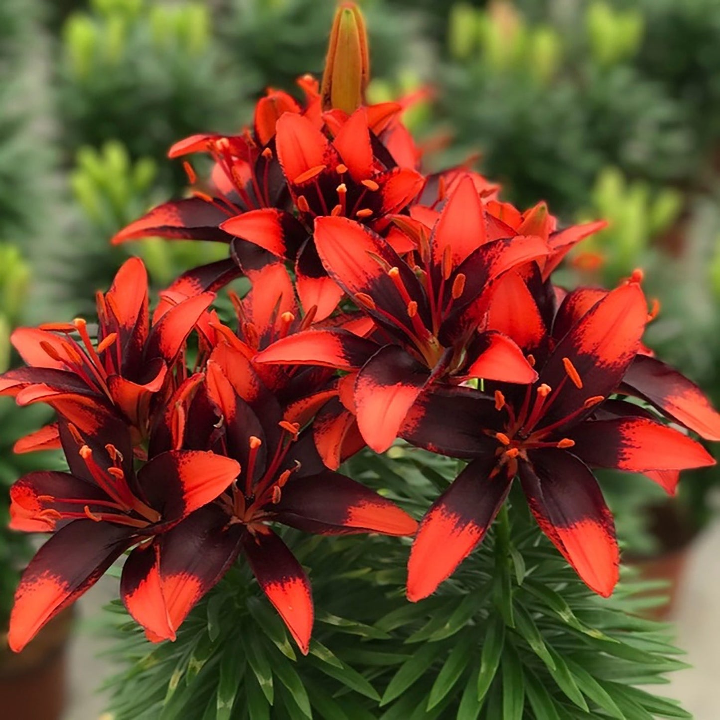 Tiny Ink Asiatic Lily