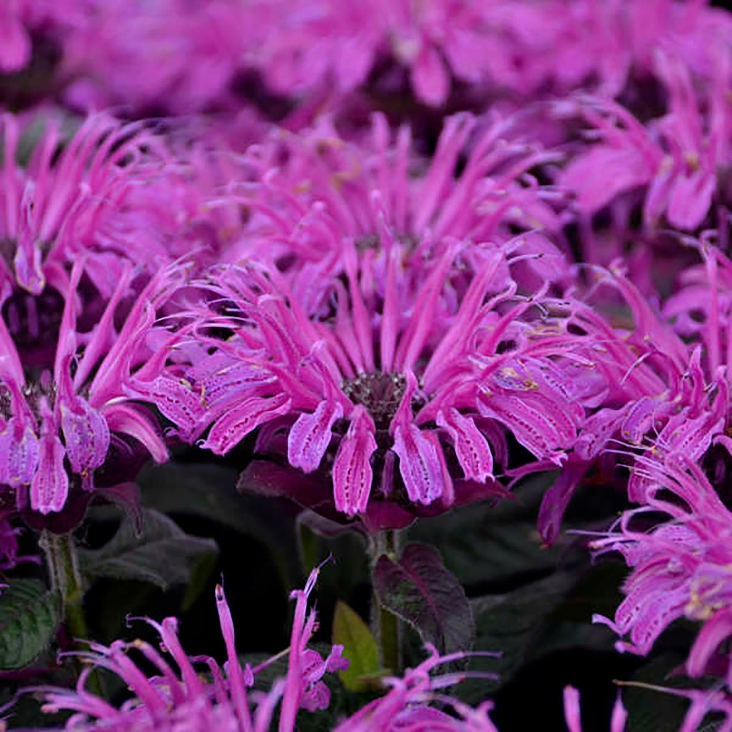 Leading Lady Plum Bee Balm