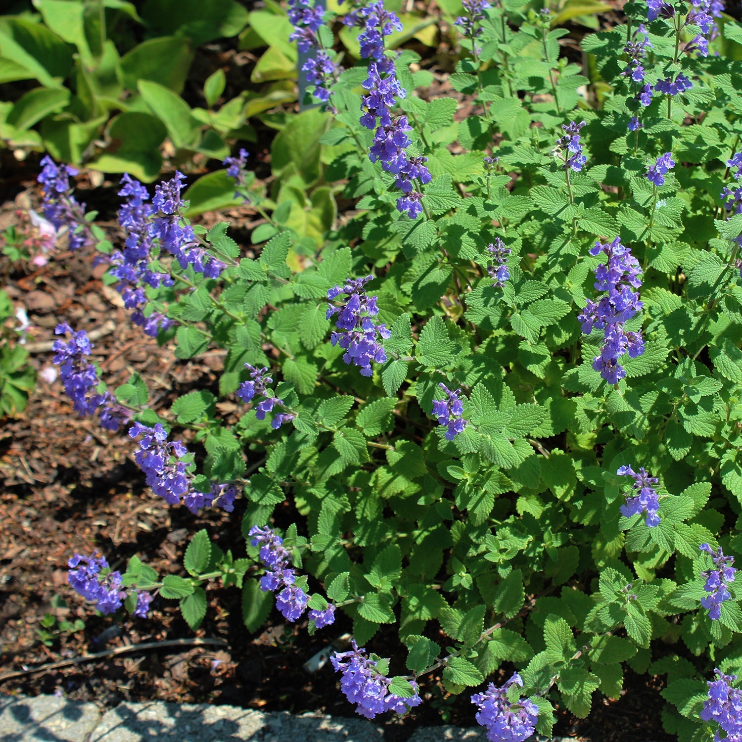 Cat's Pajamas Catmint