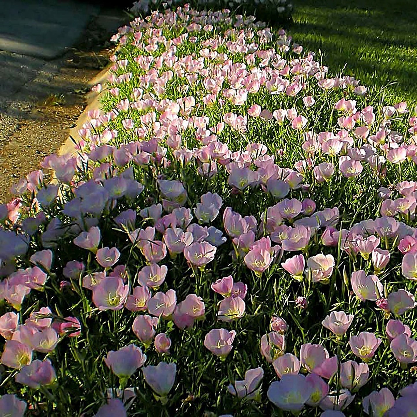 Siskiyou Evening Primrose