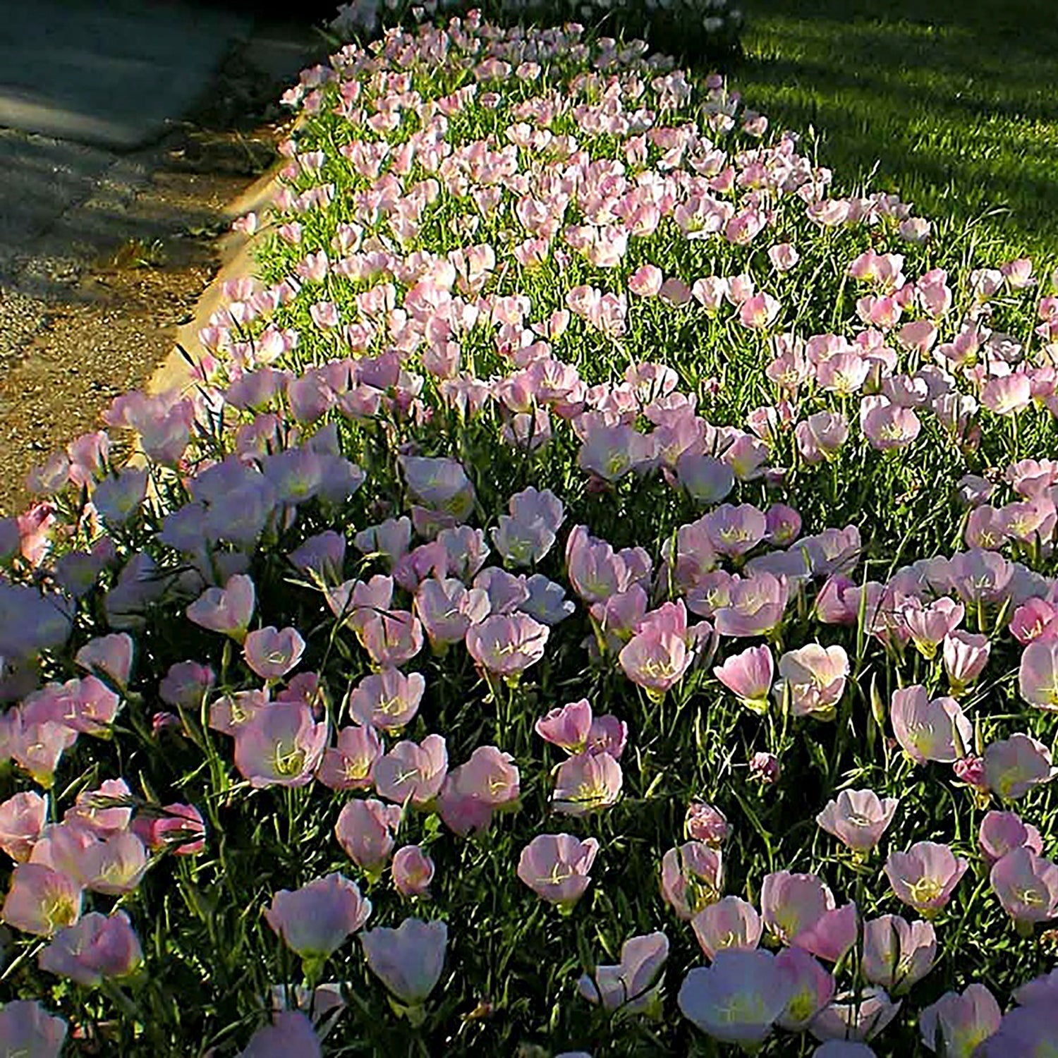 Siskiyou Evening Primrose