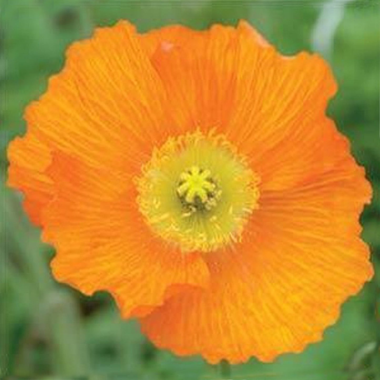 Orange Iceland Poppy