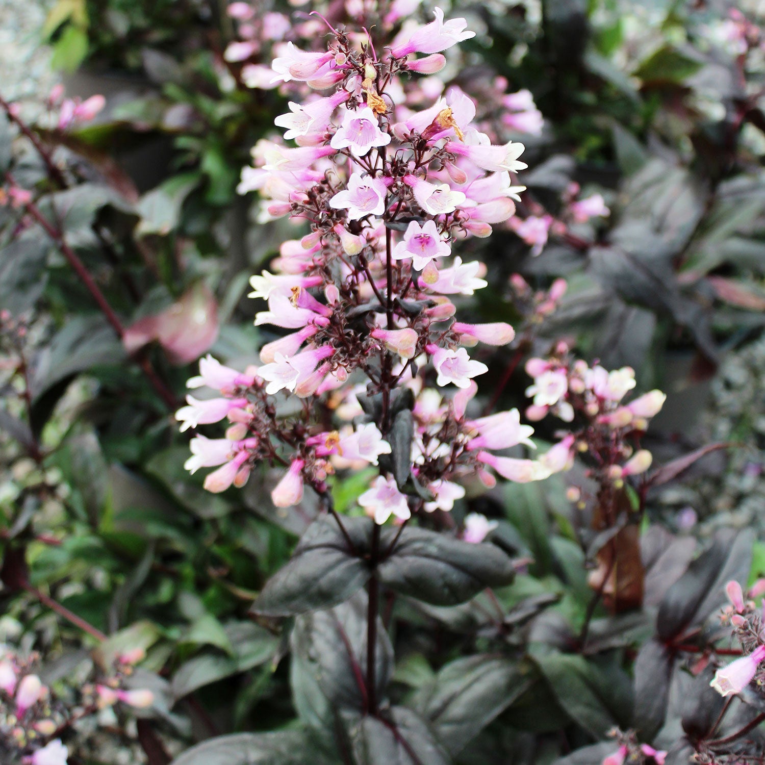 Dark Towers Penstemon