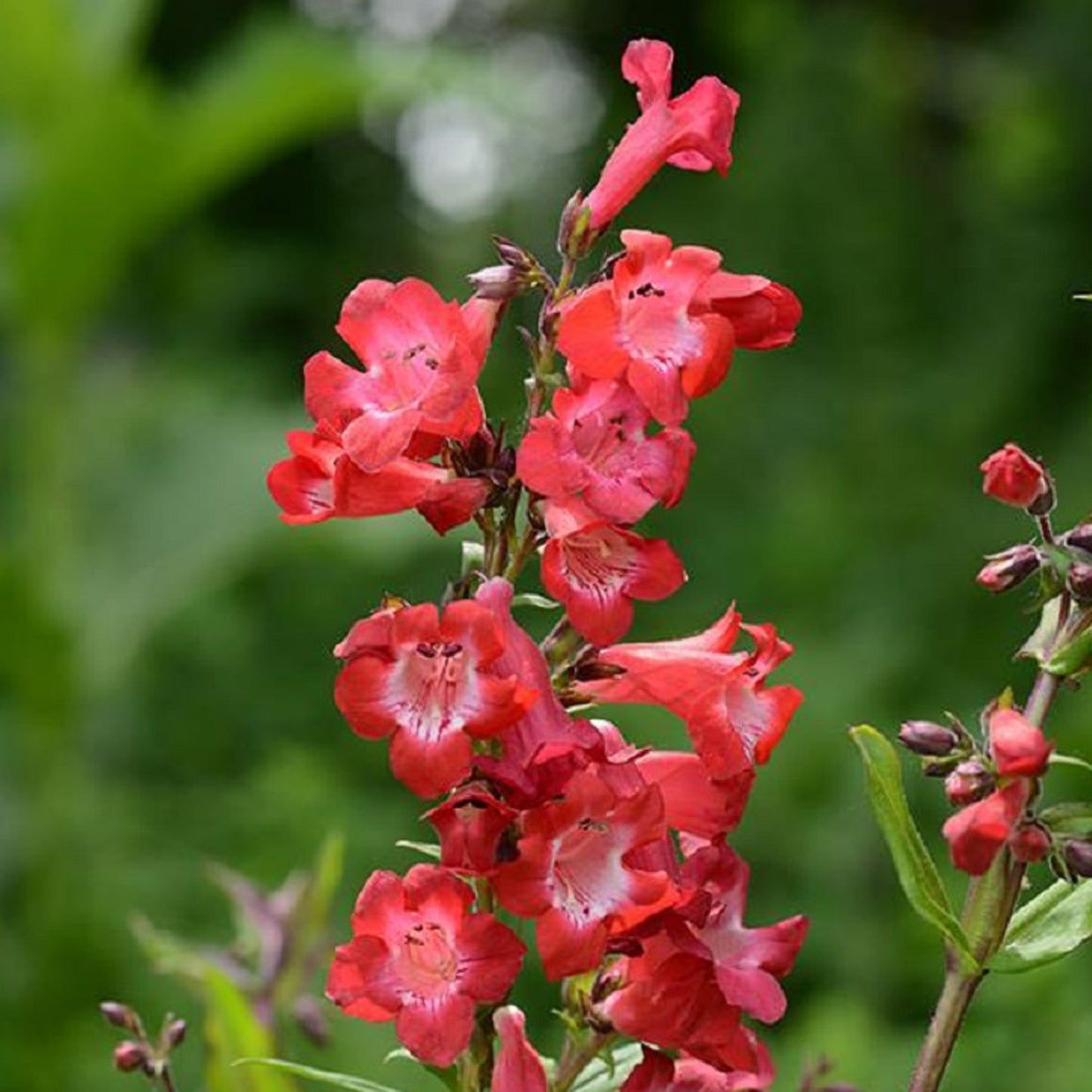 Cherry Sparks Penstemon