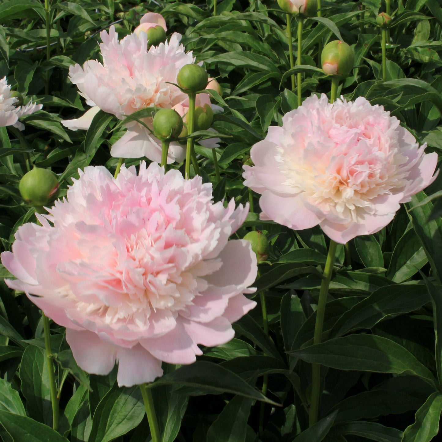 Alexandra Duff Peony