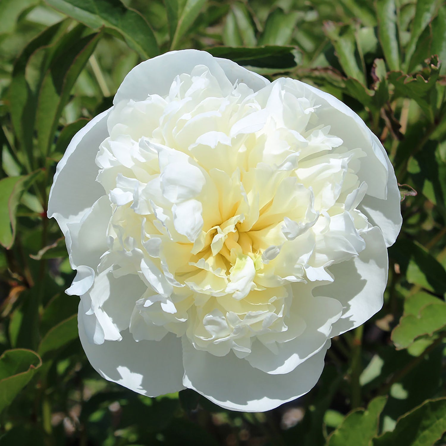 Duchesse de Nemours Peony