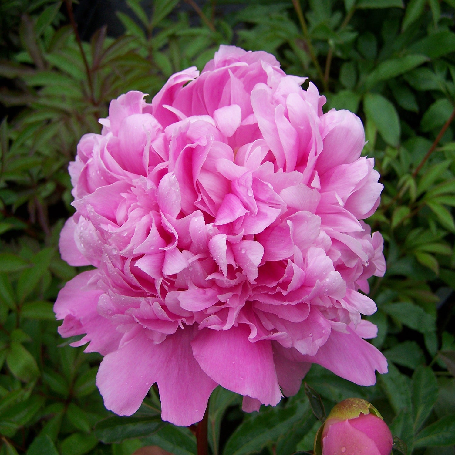 Monsieur Jules Elie Peony