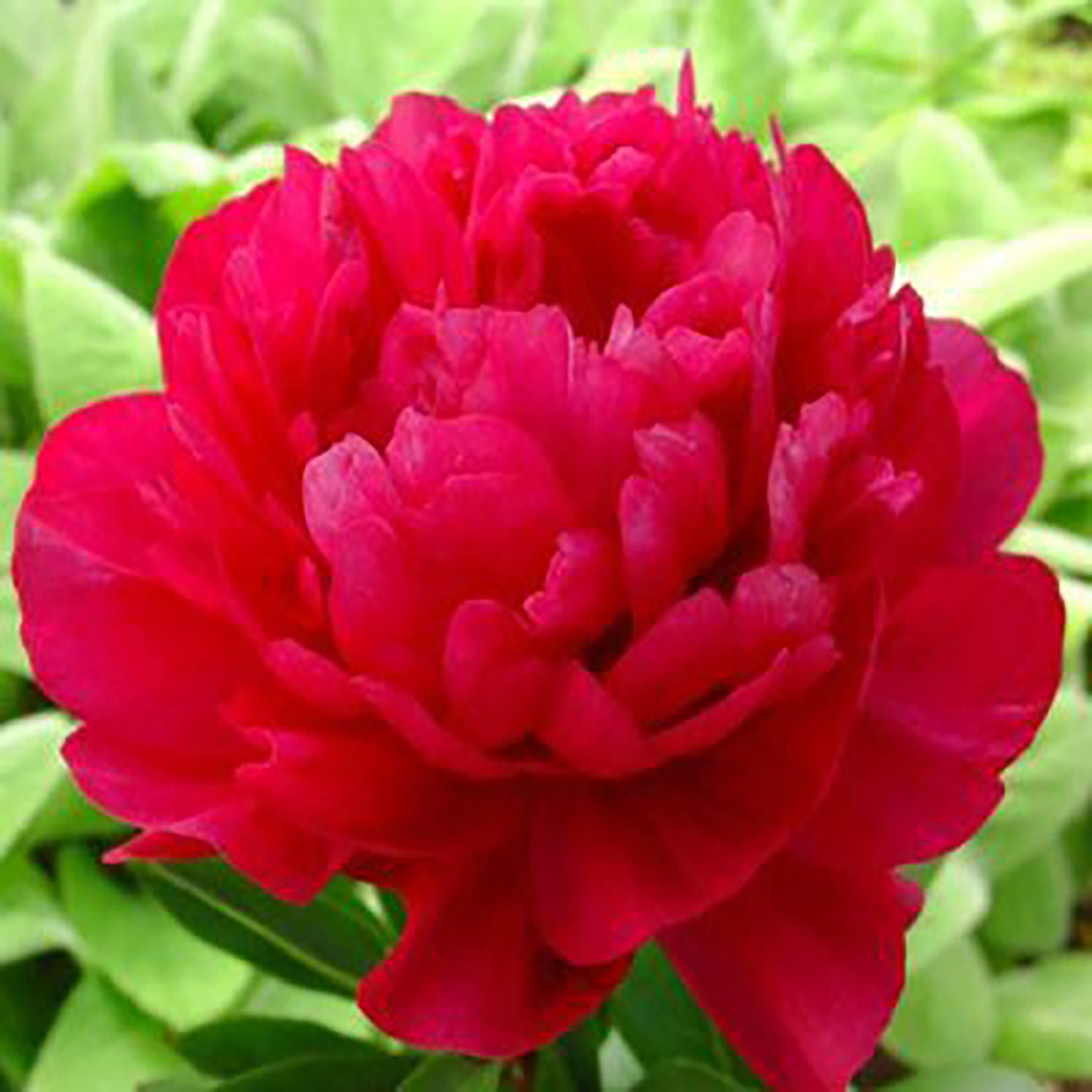Kansas Peony