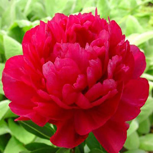 Kansas Peony