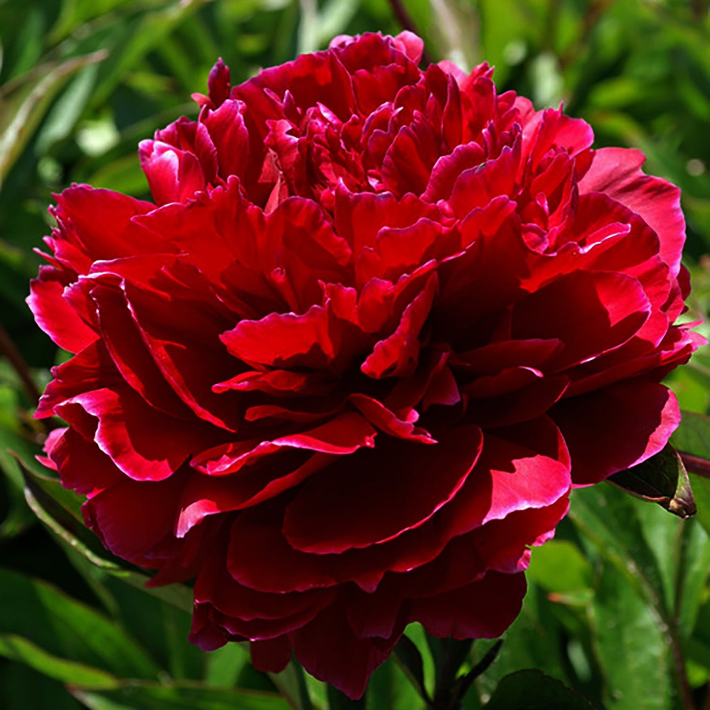 Red Magic Peony