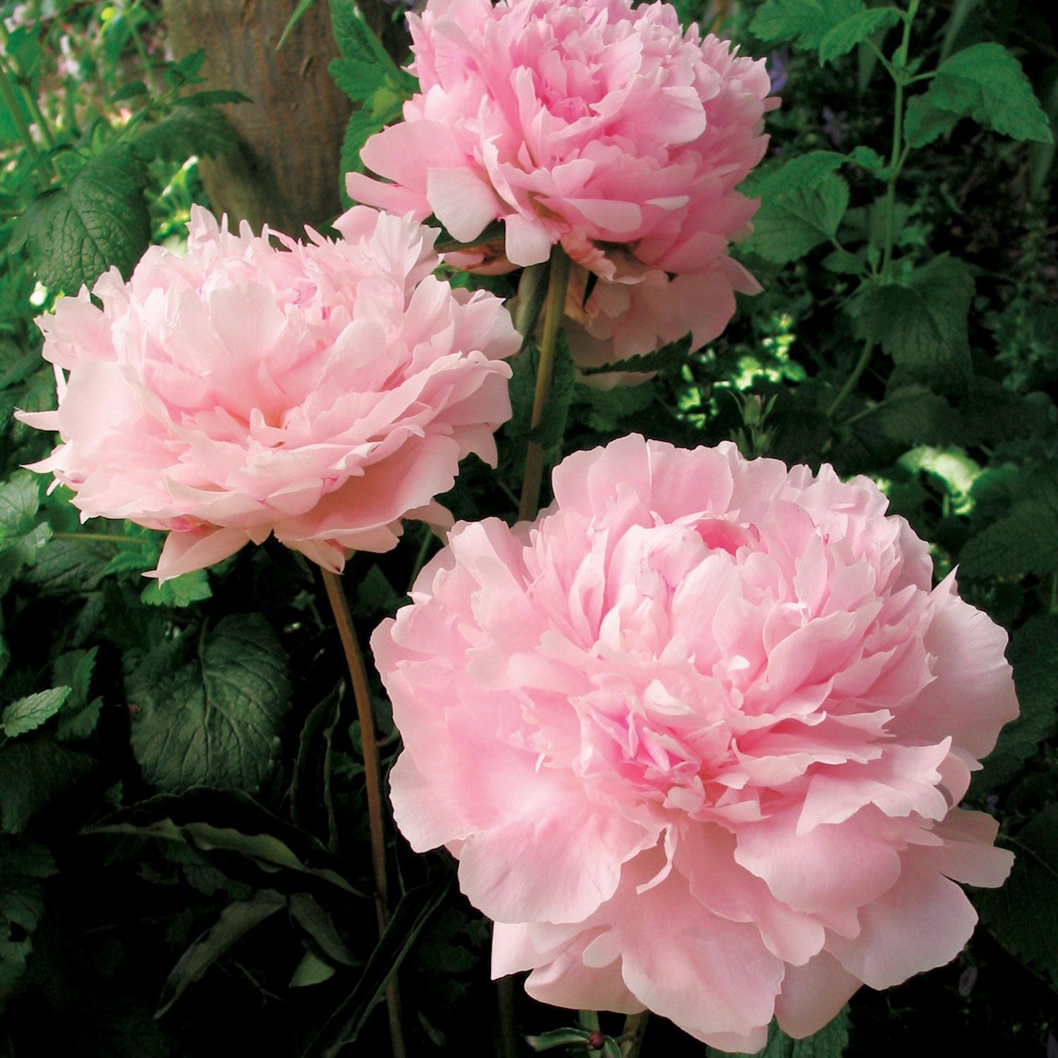 Sarah Bernhardt  Peony