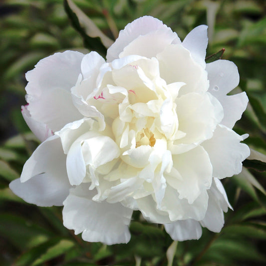 Shirley Temple Peony