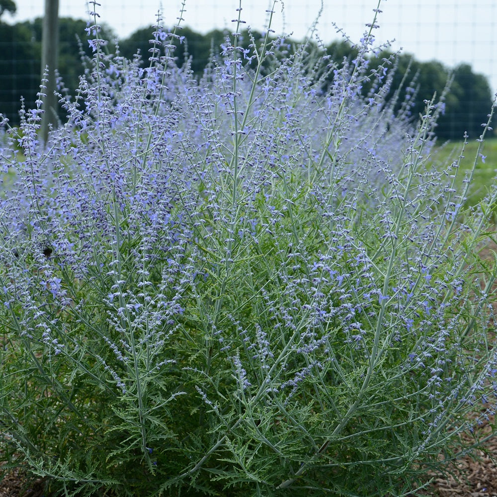 Little Lace Russian Sage
