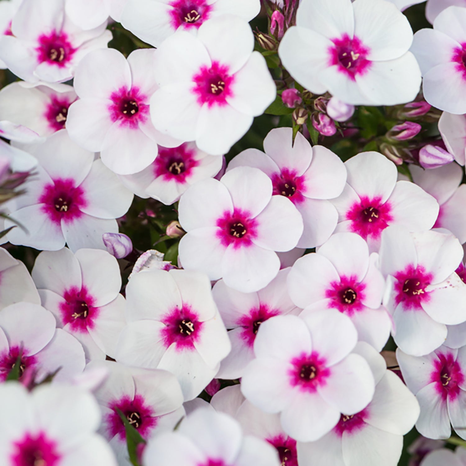 Blush Pop Summer Phlox