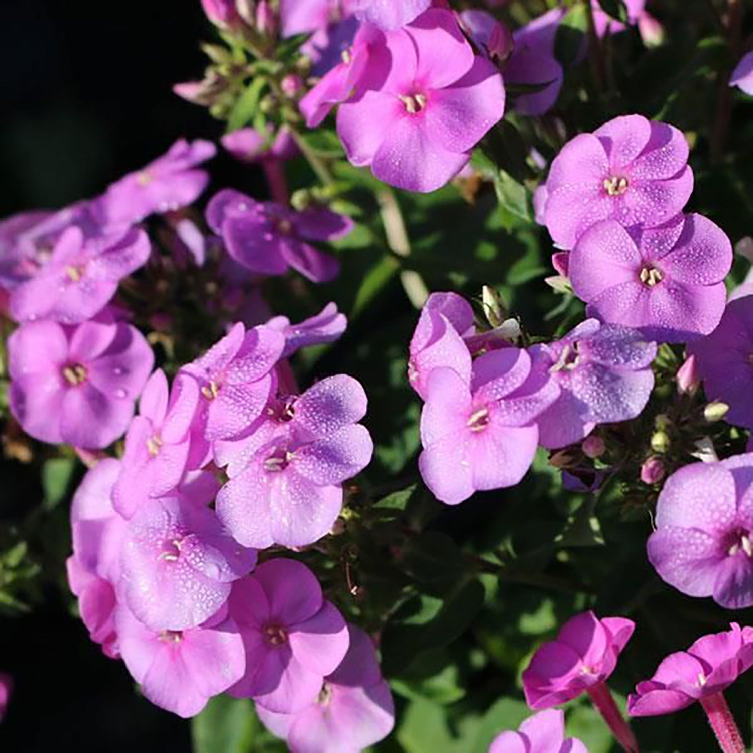 Lavender Phlox