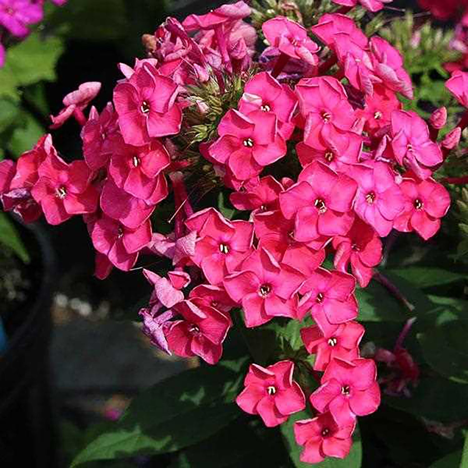 Pink Phlox