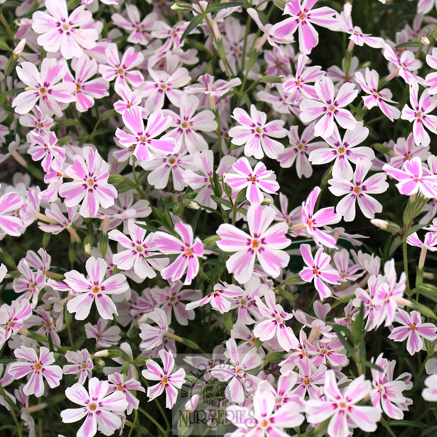 Candy Stripe Creeping Phlox