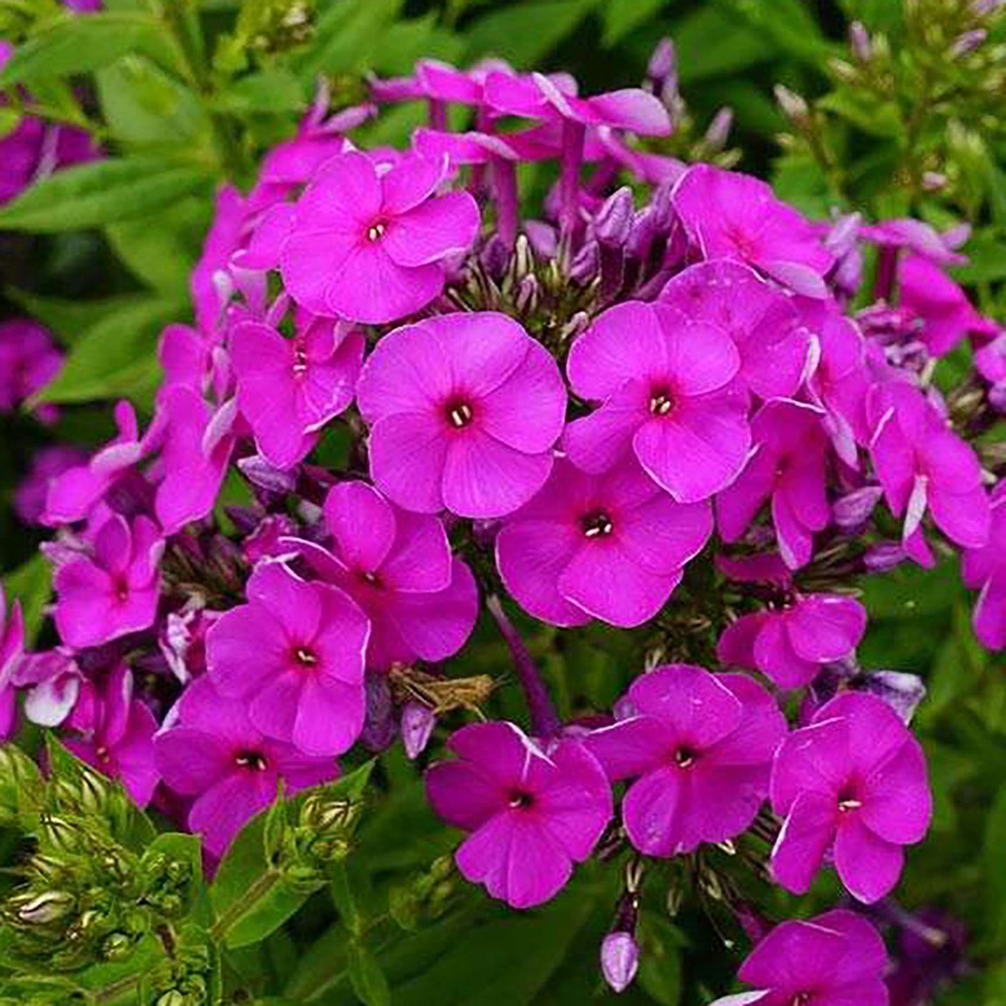 Purple Phlox