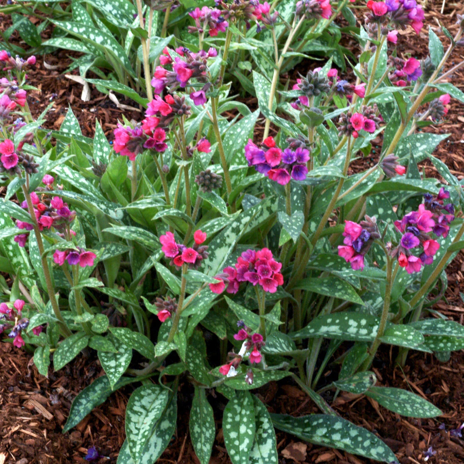 Raspberry Splash Lungwort