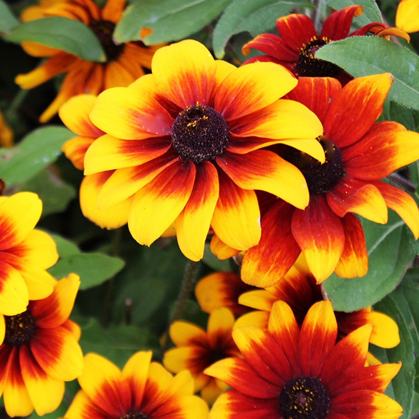 Rustic Dwarf Daisy