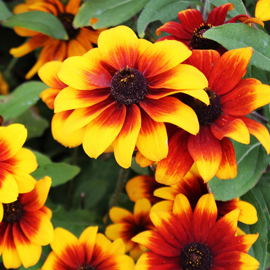 Rustic Dwarf Daisy