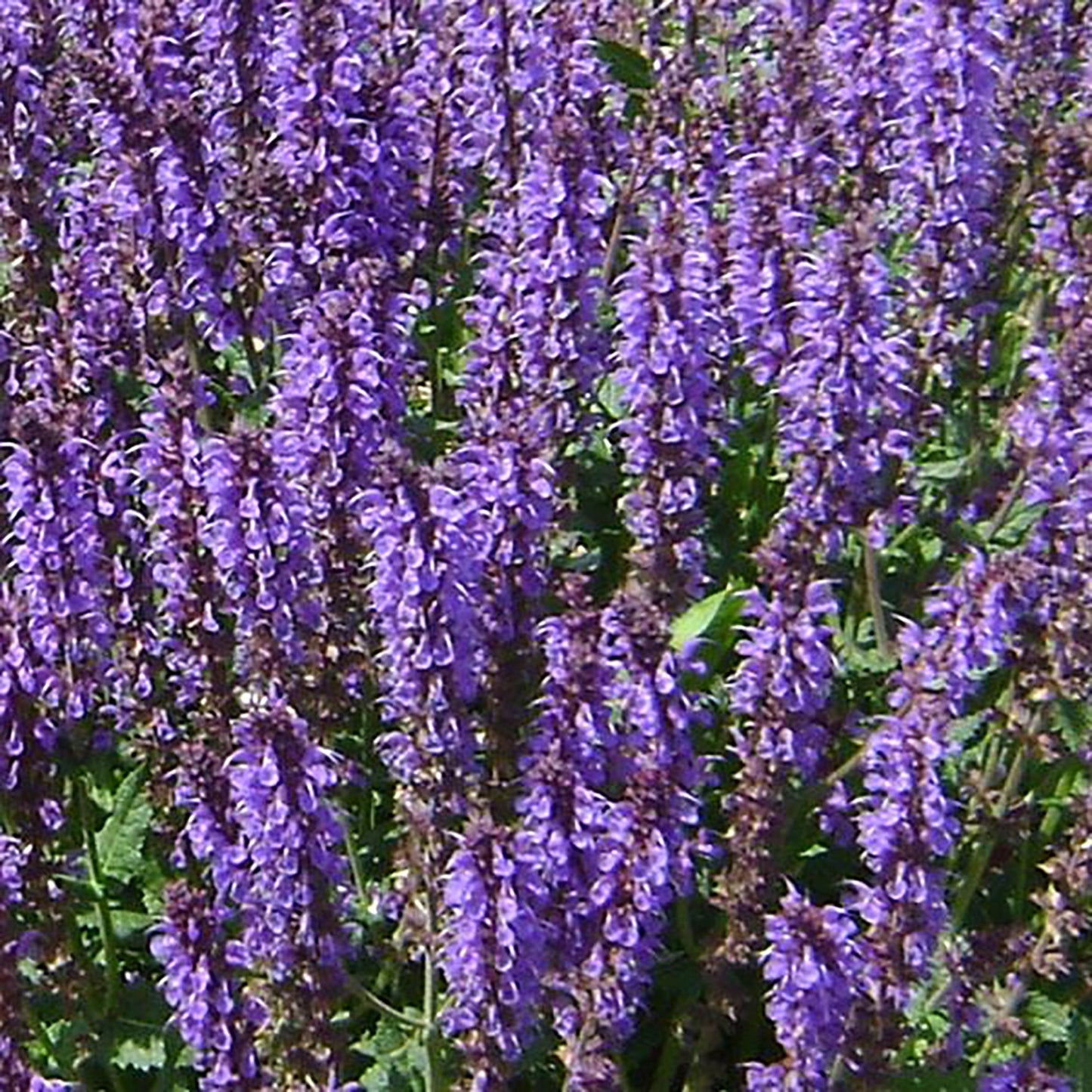 Blue by You Meadow Sage