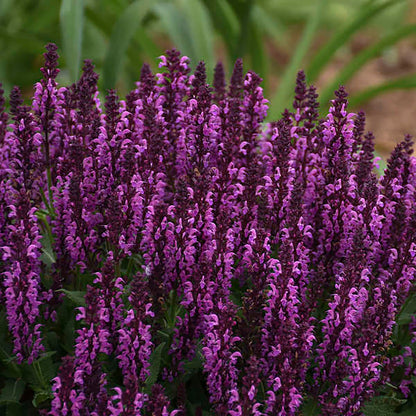 Bumbleberry Meadow Sage