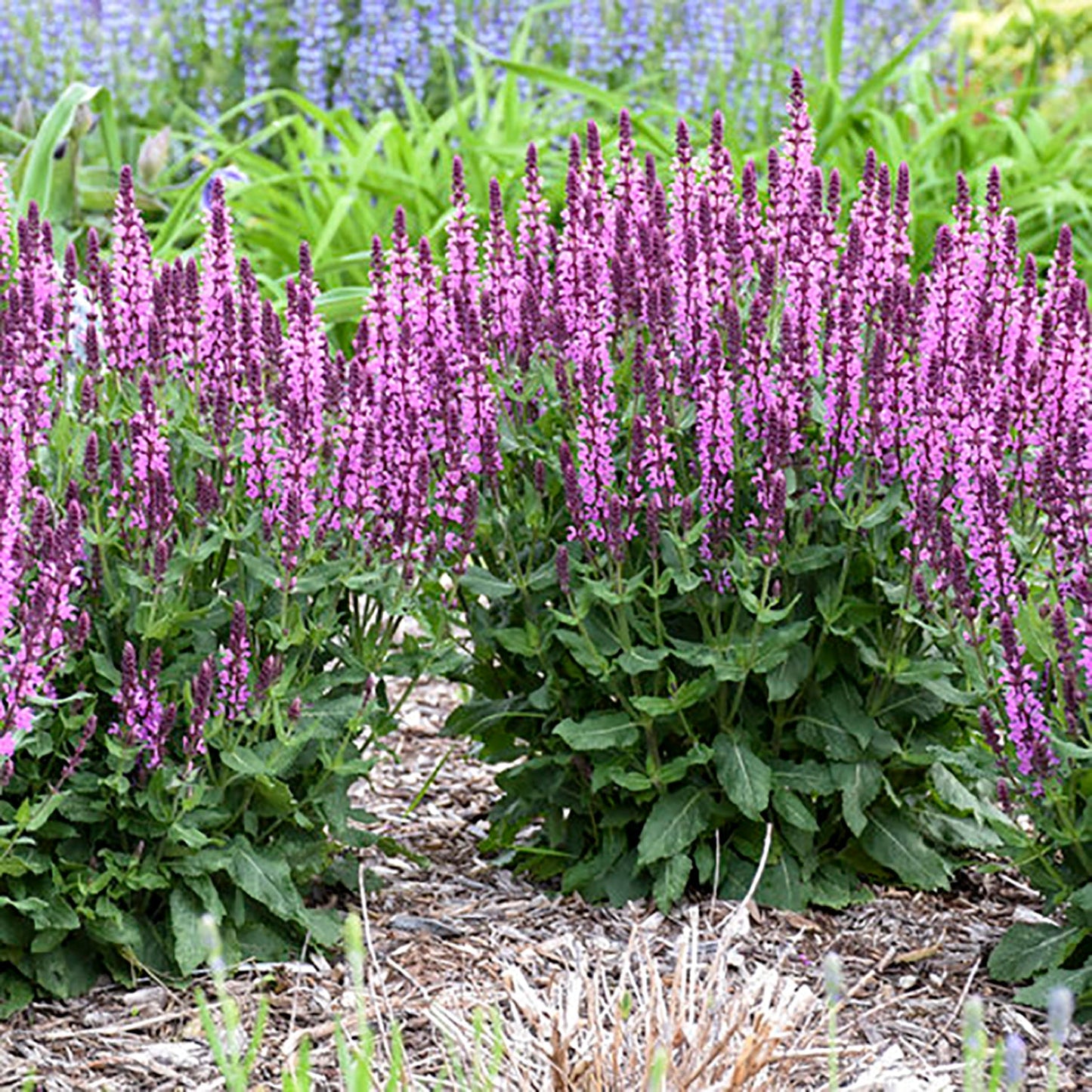 Pink Profusion Sage