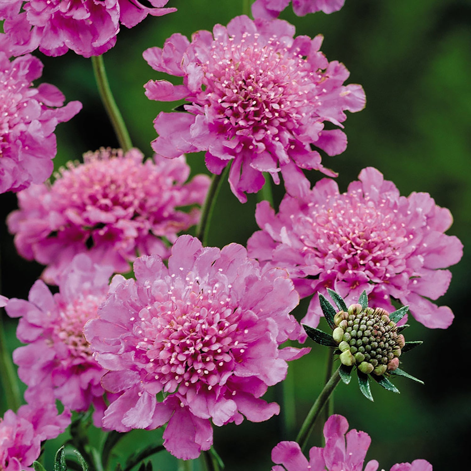 Rose Pink Pincushion Flower