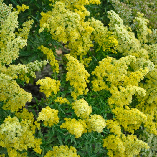 Little Lemon Goldenrod