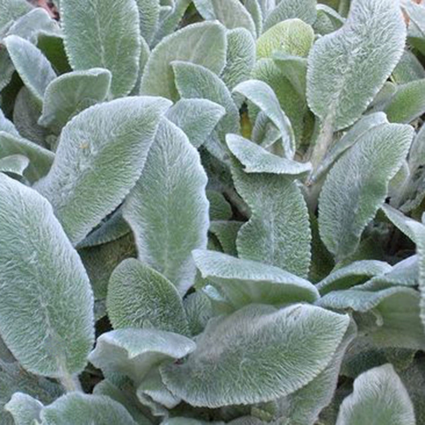Silver Carpet Lamb's Ear