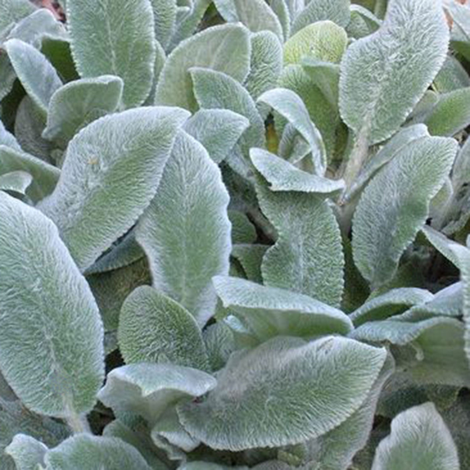 Silver Carpet Lamb's Ear