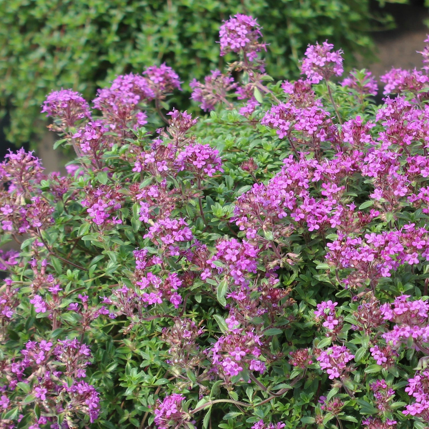 Creeping Thyme