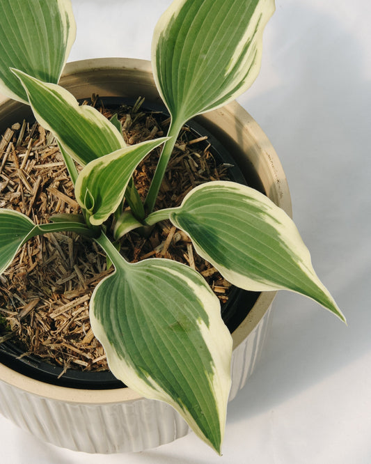 Patriot Hosta