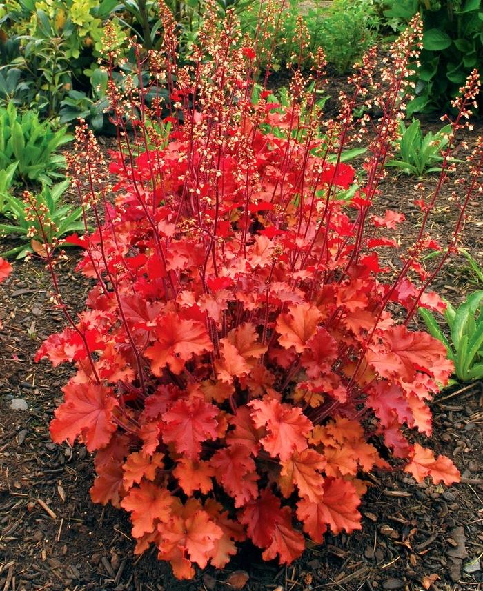 Peach Crisp Coral Bells