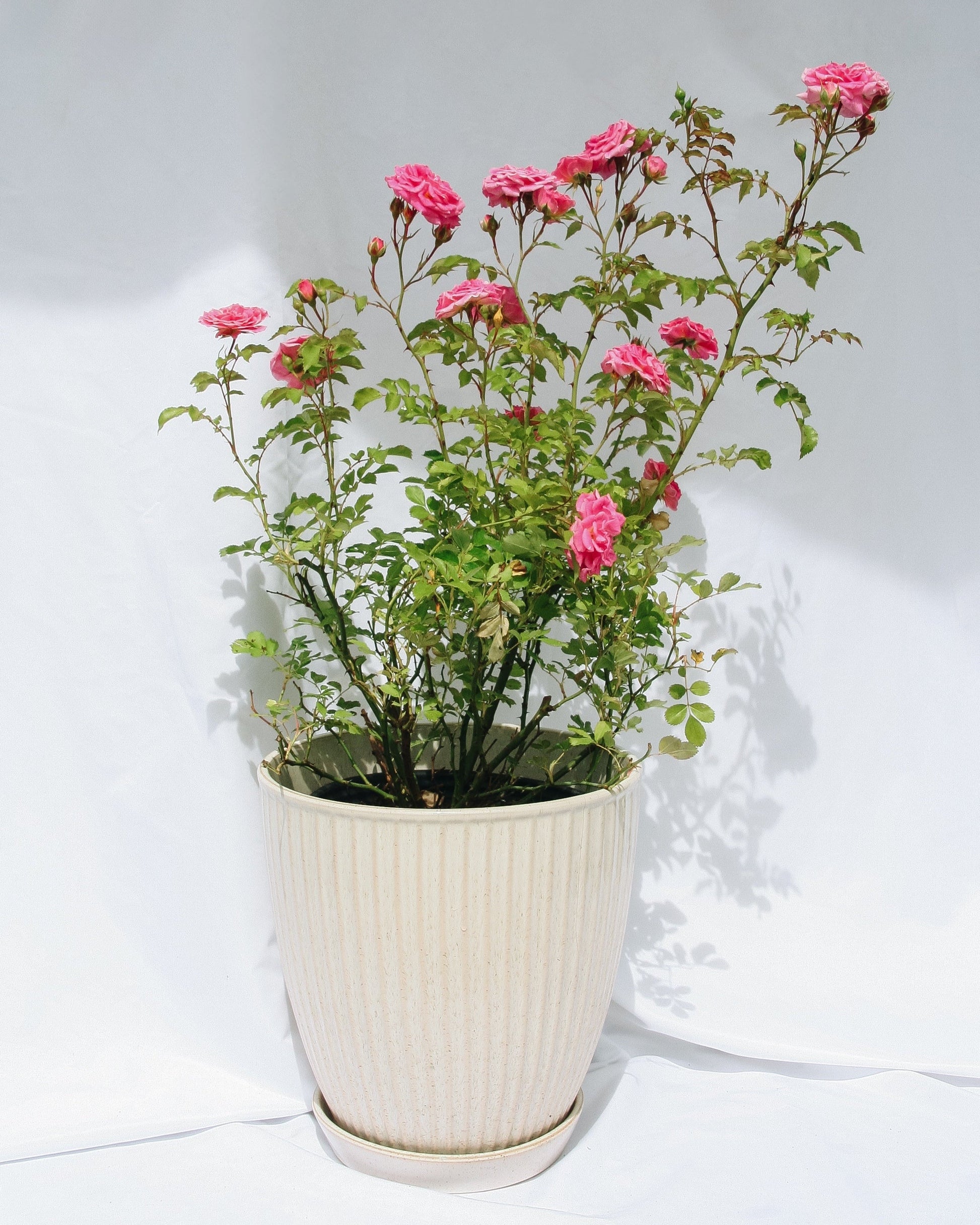 Pink Drift Rose